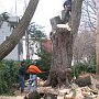 Tree Removal